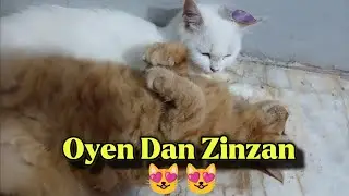 Oyen & Zinzan: Lucu Banget dari Tidur Sampai Mandi! 😻💤🍗🚿