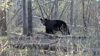 Three great Manitoba bear hunts at Harvest Lodge