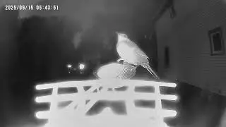 Early Bird Gets The Seed, and the Creepy Slow Motion Call