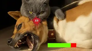The  CAT Tier List