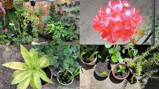 ACHEI PLANTAS NA RUA E REPLANTEI 