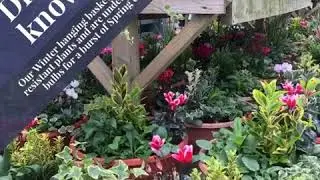 Winter Hanging Baskets At Davies Brothers