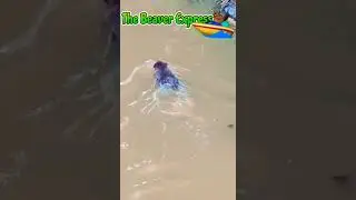 Cute Beaver swimming fast#shorts#cuteanimals#wildlife#share#youtubeshorts#asmr #beavers#naturelovers