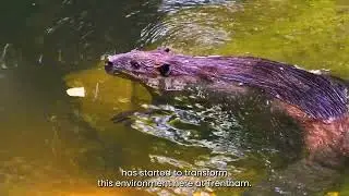 Trentham Estate - Our Beaver Highlights 1 Year After Release