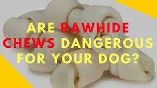 Are Rawhide Chews Dangerous for Your Dog?
