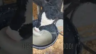 bucket training a calf! #uddersaregreat #moo #calf #bucket #cow #farmlife #dairyfarm
