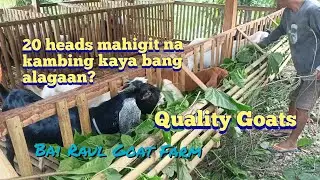 Goat farming | Upgraded & Purebred Nubians goats | Goat feeding