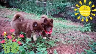 9 week old Huskies | Husky Palace