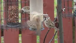 Tree sparrow invasion Ashgill - winter 25/26