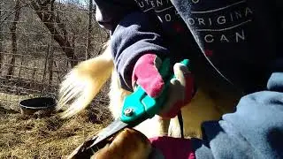 Treating Hoof Rot Aggressively