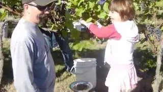 Millner Heritage Winery: Jon & Iza harvesting with the Governor