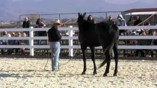 Part 2, Horsemanship demo at GG