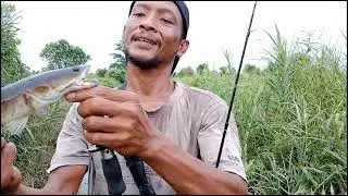AKIBAT CASTING IKAN GABUS UMPAN SOFT FROG MURAH