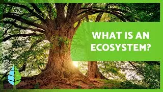 ЧТО ТАКОЕ НАЗЕМНЫЕ ЭКОСИСТЕМЫ? 🏔️🏜️ Характеристики и типы