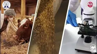MEP-X PLUS is scientifically developed by ICAR&ndash;Indian Veterinary Research Institute  (IVRI), Bareily