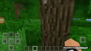 Ocelot caught on camera
