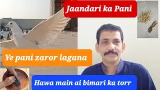 Jaandari ka pani | Gola kabootar taqat ka pani | Garmi ka khel pani | @Pigeonflightclub