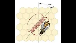 The Meeting Tent: Episode 45, Deborah The Bee Keeper