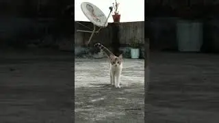 cute and funny indian street cat #shorts #catwalk #LifeinNature #adorablekitten #cats