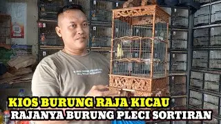 RAJANYA BURUNG PLECI SORTIRAN!!UPDATE HARGA BURUNG HARI INI DIKIOS RAJA KICAU PASA BURUNG PAMUKA