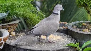 Eurasian collared dove#short