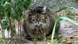 The lazy life of well-fed street cats