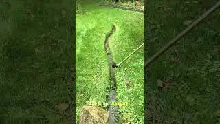 Scraping | Cleaning | Cutting | Raking #shorts #satisfying #asmr