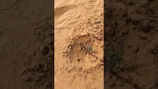 Planting trees in the desert#outdoors #survival #skills #samiulskills