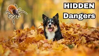 Have Fun This Fall With Your Dog (WITHOUT Putting Them At RISK!)