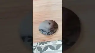 no quepo
