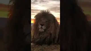 The Most Handsome Lion King Powerful 🦁 But Deadly 🦁🔥