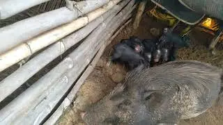 pigri farm startup at gotul behanga