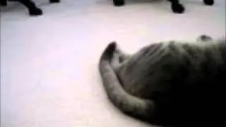 kelly's tail exercise#2