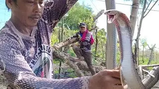 Mabangis Na Mga Cobra Sa Gulayan Ni Kuya!!!!