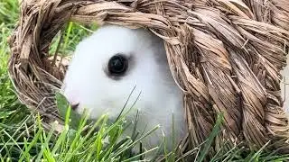 Nature is our best healer !💐🐇🐇💐#rabbit #bunny #cuteanimal #clam #relax #soothing #motivation
