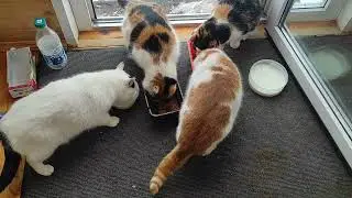 Выживают как могут, два кота две кошки.