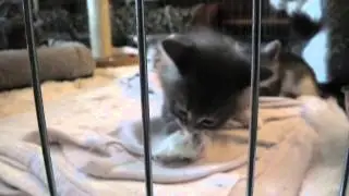 Siberian Cattery Daya 