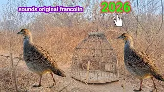 जंगली तीतर पकड़ने की नई 2026 साउंड। New 2026 sound for catching wild Francolin. Teetar new video