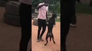 Mike Dance Moves #shorts #dog #doglover #amazing #mybloopers