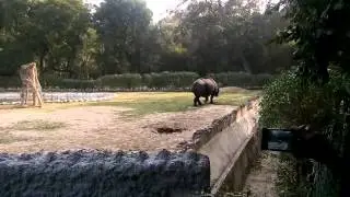 Rhinocerous at Allen Forest Zoo, Kanpur