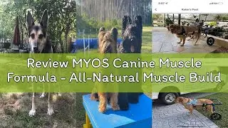 Review MYOS Canine Muscle Formula - All-Natural Muscle Building Supplement - Helps Reduce Muscle Los