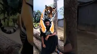 টাইগার এসে কাঁধে বসে পড়ল 🐅😱  AI Effect Video | Funny & Viral Shorts 2025