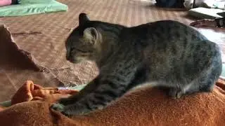 Cat Gives Massage to Human - 980107
