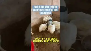 Here&rsquo;s the Best Time to Feed Your Broiler for 3kg in 6 Weeks #broilerchicken  #fowlfiestaacdemy