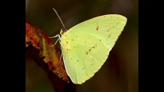 The Life Cycle of Cloudless Sulphur Butterflies -- SoCalNPG -- Ep.28