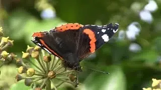 Bush full of  Red Admiral Butterflies