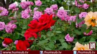 The Spring is Spreading Its Charm HumSub TV