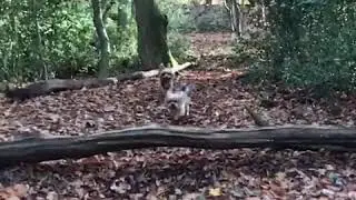 Mini Dog video - The Smallest dog racing video - Animal's video - pet video