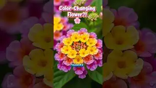 The Flower That Changes Color Like a Mood Ring #flowers