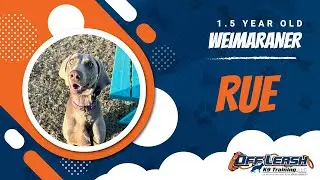 Freedom and Focus: Rue the Weimaraner&rsquo;s Off-Leash Adventure in OKC 🐕🌟